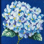 Hydrangea Hydrangea