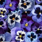 Pansy Pansy Pansy CD2213